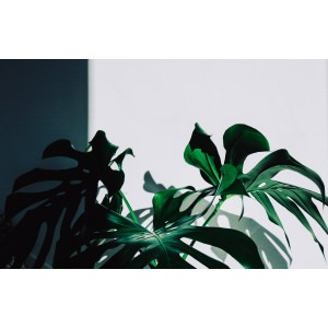 4 rośliny doniczkowe, które lubią cień